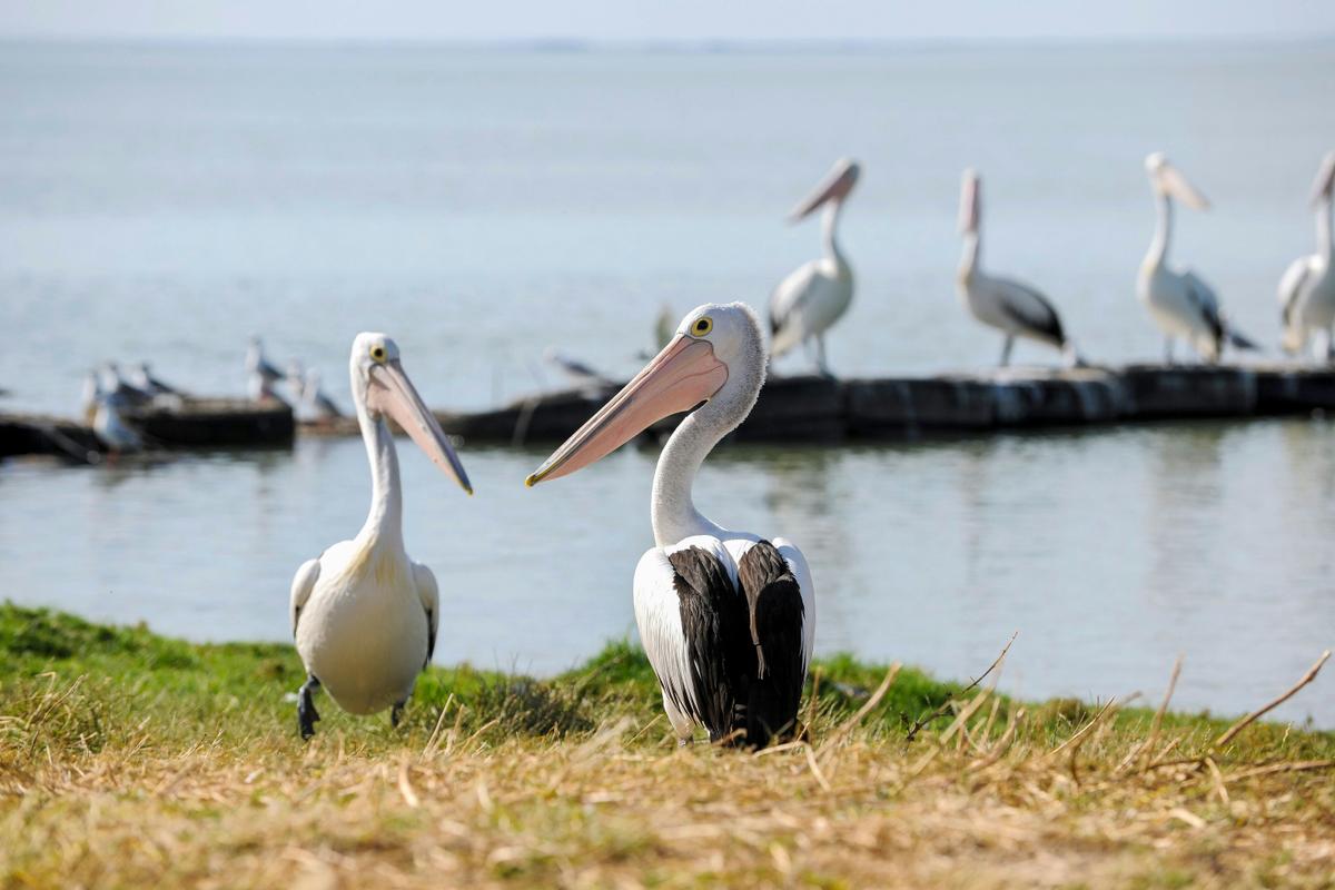 Wild Culture Coorong