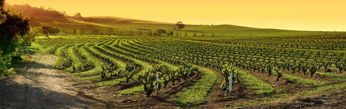 Signature Barossa Valley Private Wine Tour