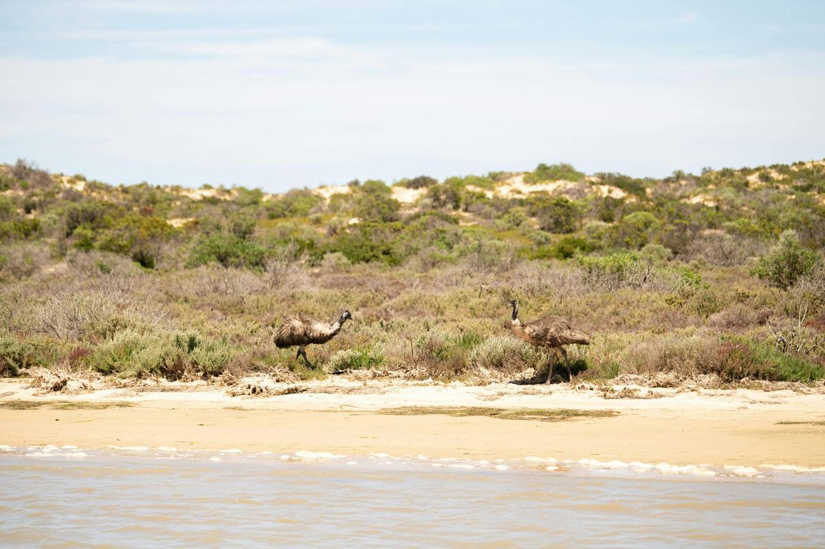 Wild Culture Coorong