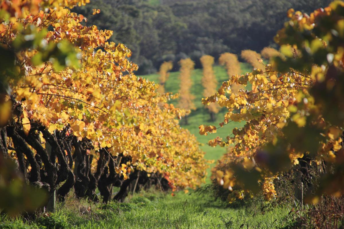 Zerella's Grenache Vineyard