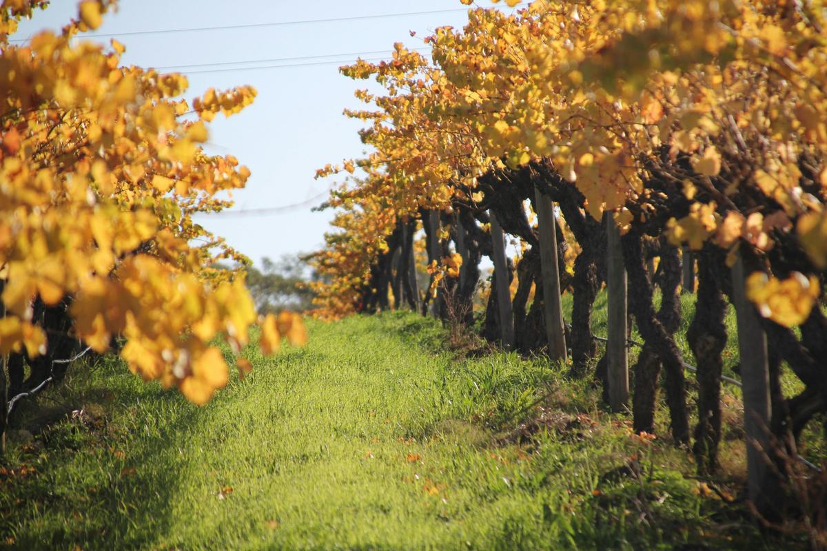 wine tasting in the vines