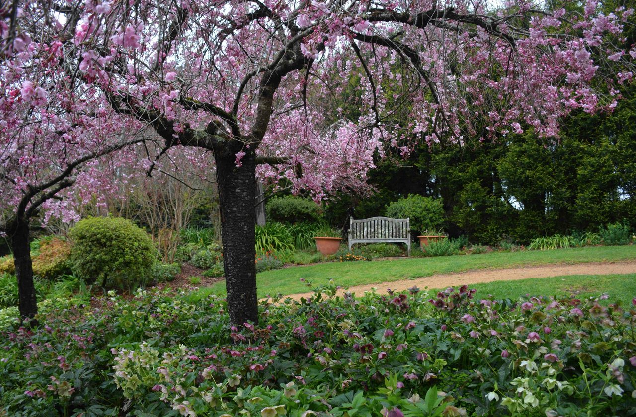 Flowering cherries are a feature in September.