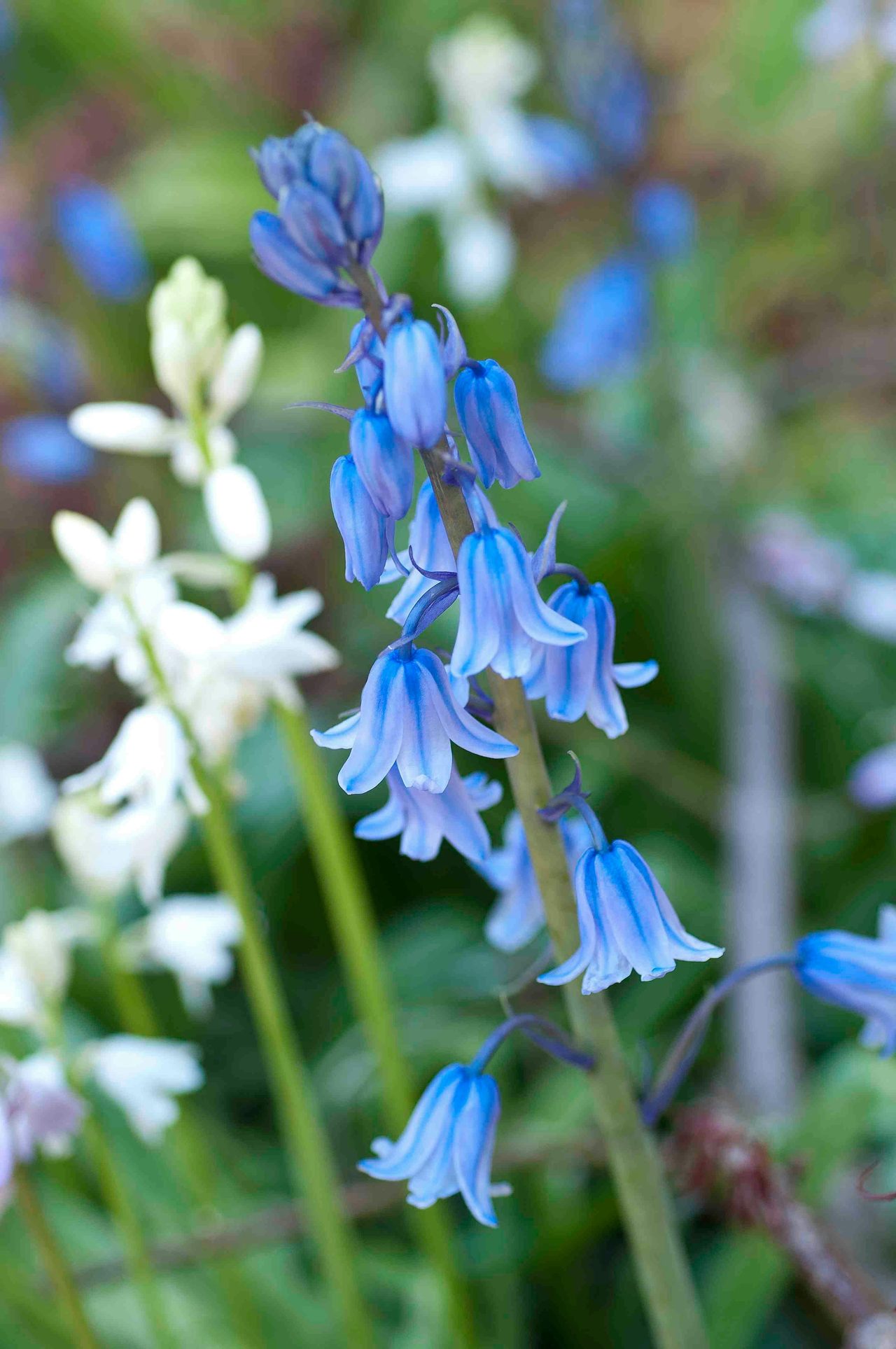 Bluebells flower in spring