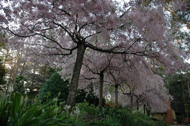 Wildwood Garden