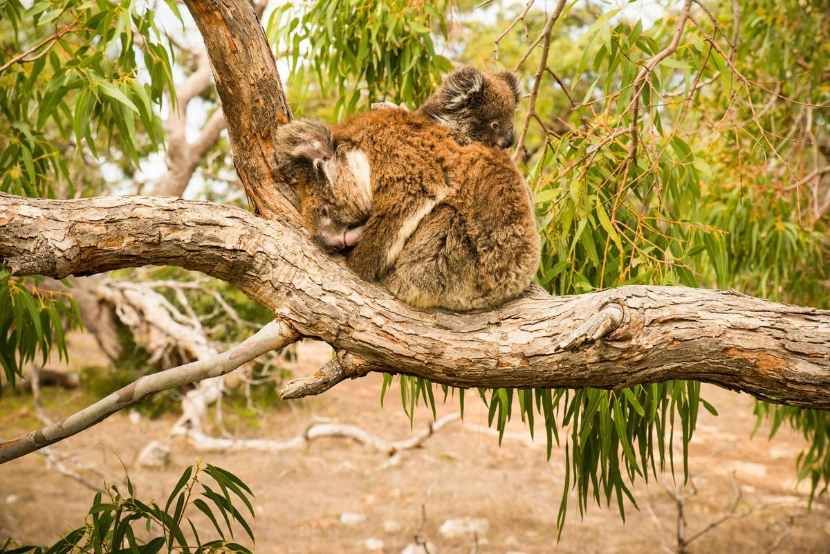 5-Day Eyre Peninsula Private Escape from Adelaide