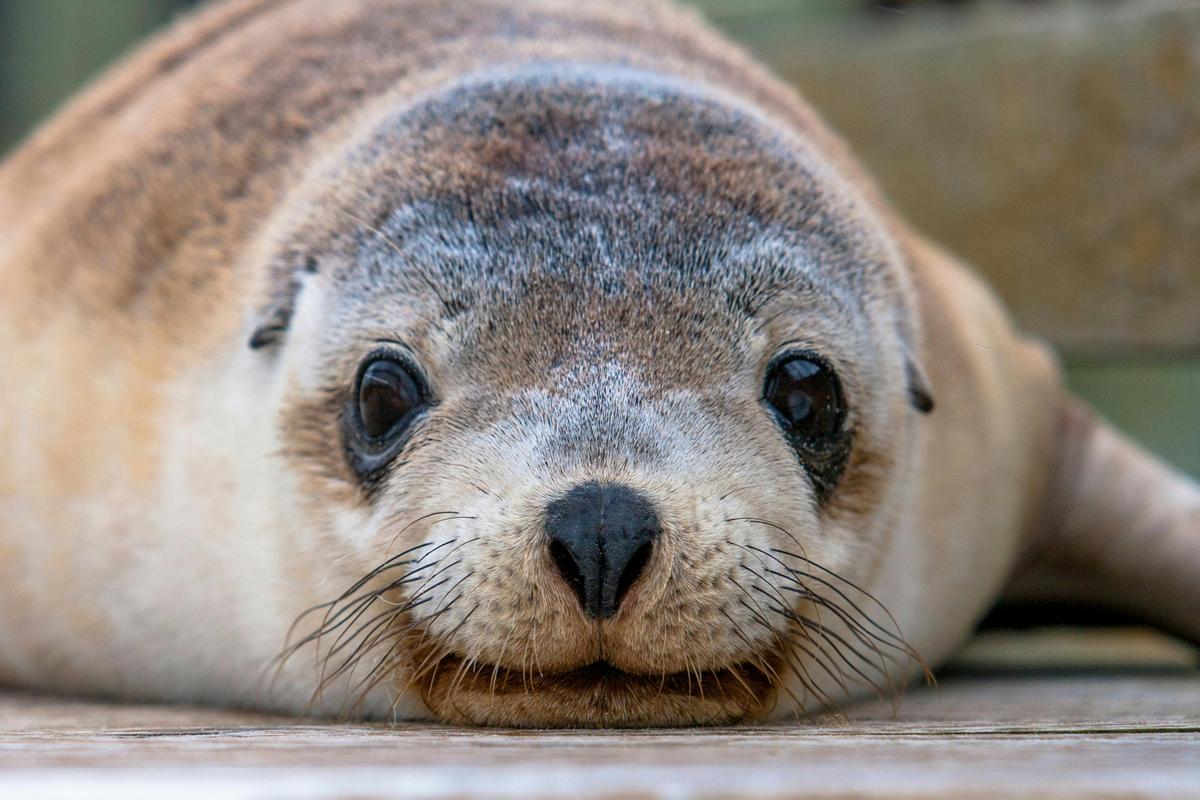 3-Day Kangaroo Island Adventure Tour