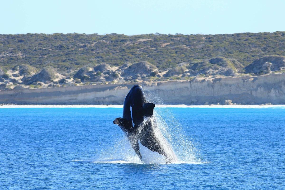 3 Day Private Whale Watching Tour