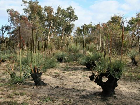 Wangkuntila–Aldinga Conservation Park