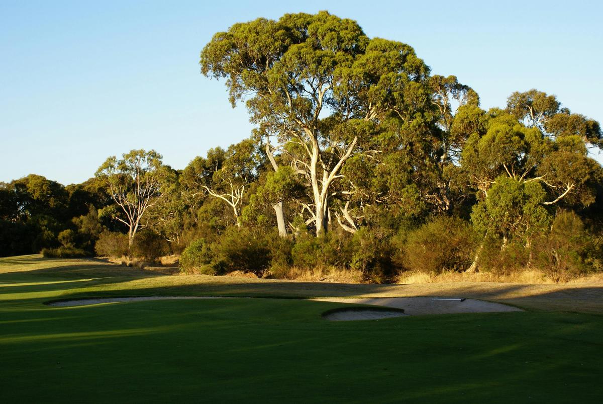 Plenty of shade for golfers in the Summertime