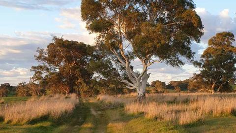 Whitefield Farm
