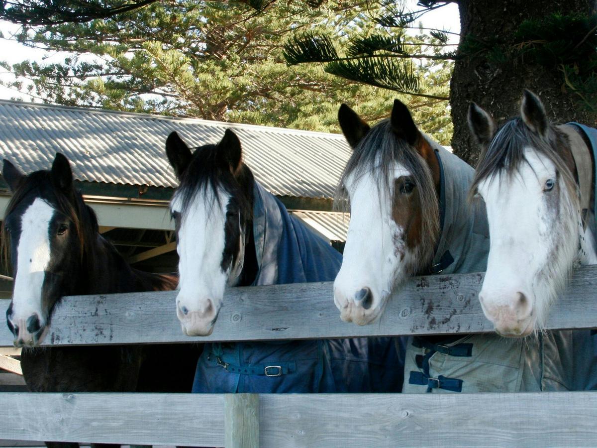 Horses in the Tram Yard