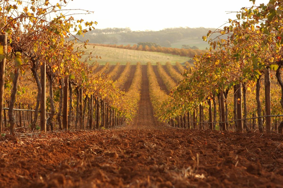 Autumn colors of the 'Moppa' Vineyard (Barossa Valley)
