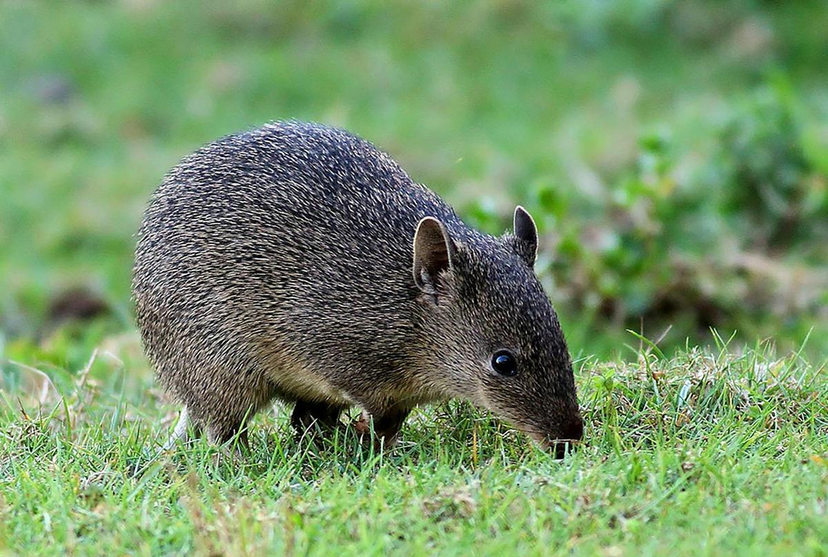 Southern Brown Bandicoot