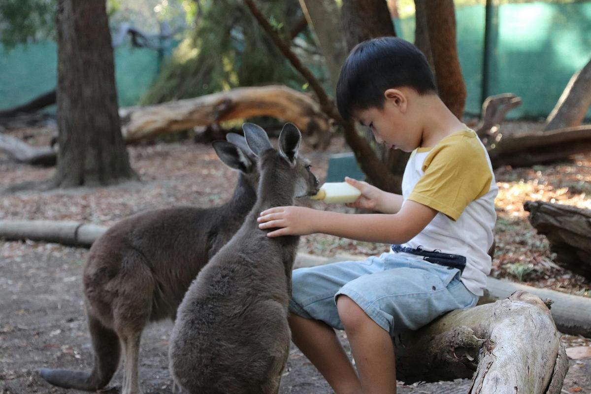 Bottle feeding kangaroo joeys
