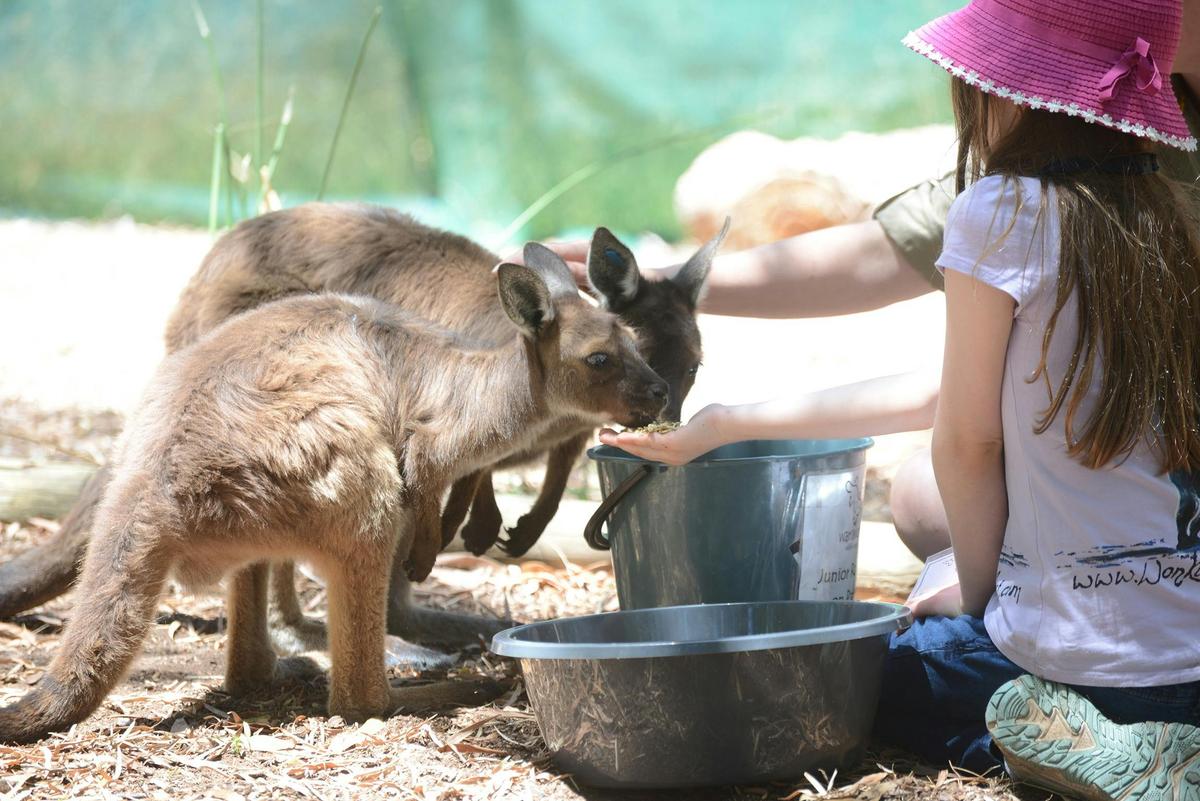 Emma Hand Feeding KI Kangaroos