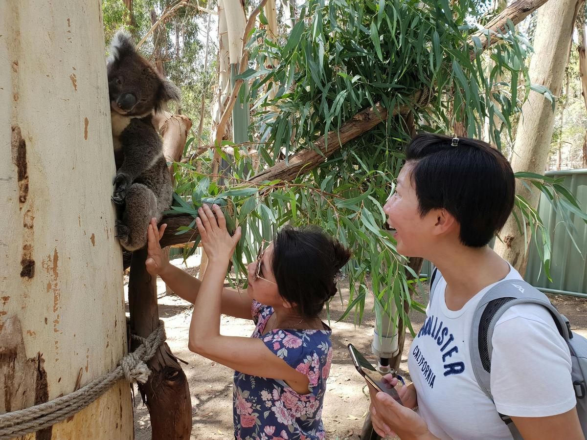 Koala Roo Encounter