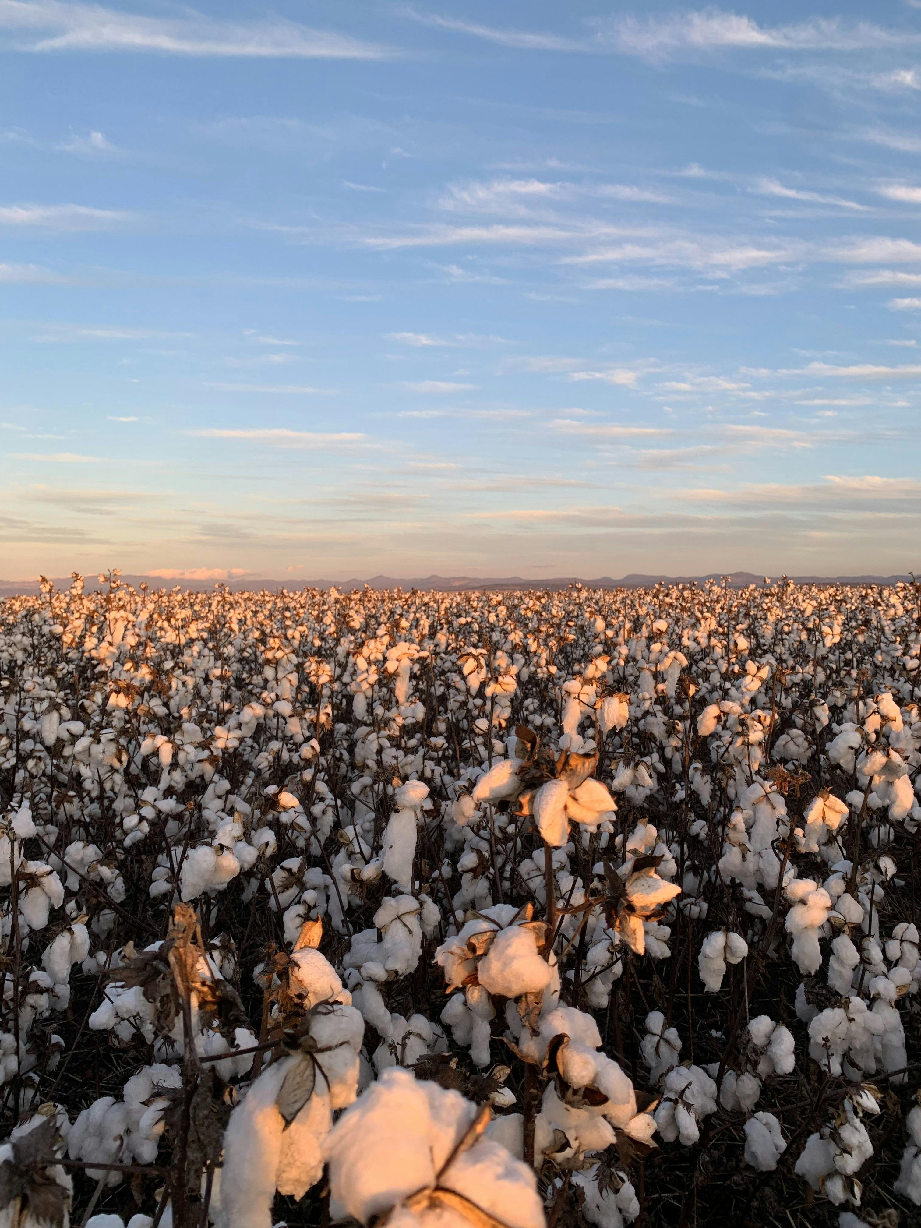 Cotton on the Plains
