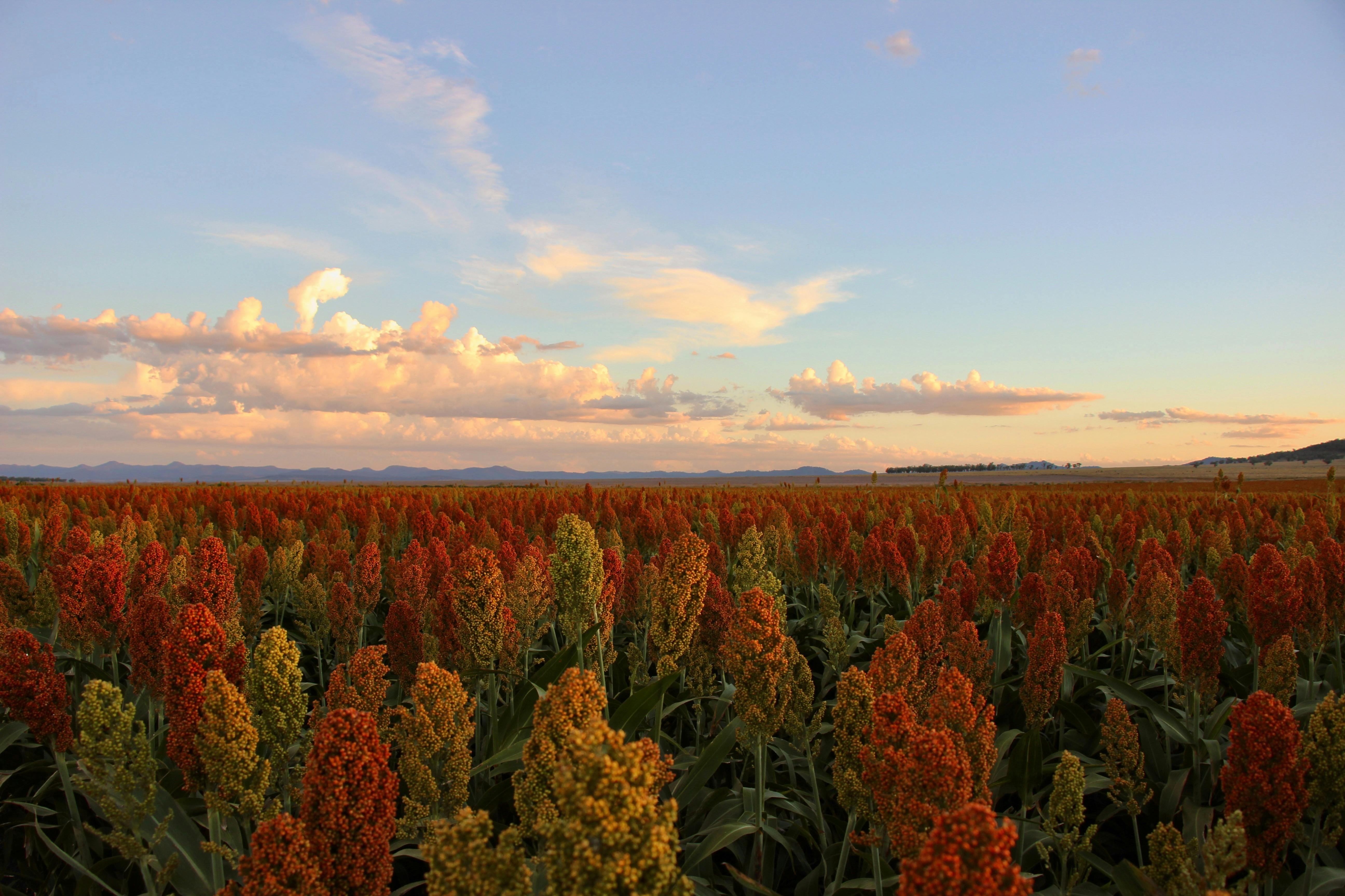 Sorghum in Autumn