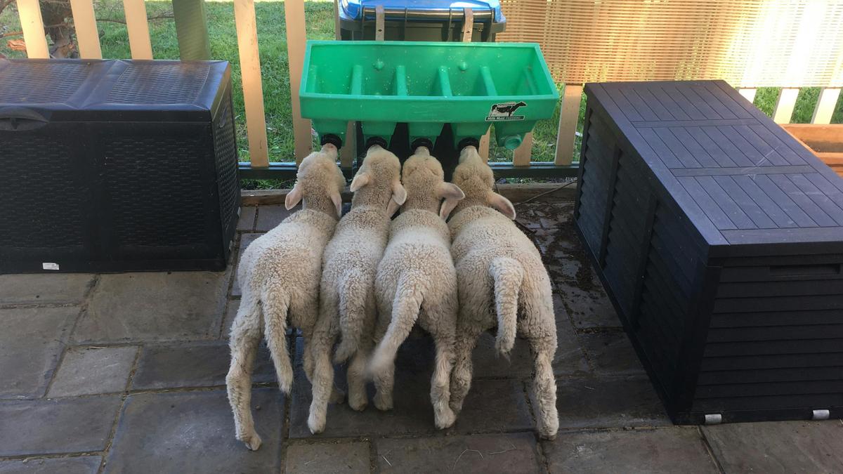 Lambs