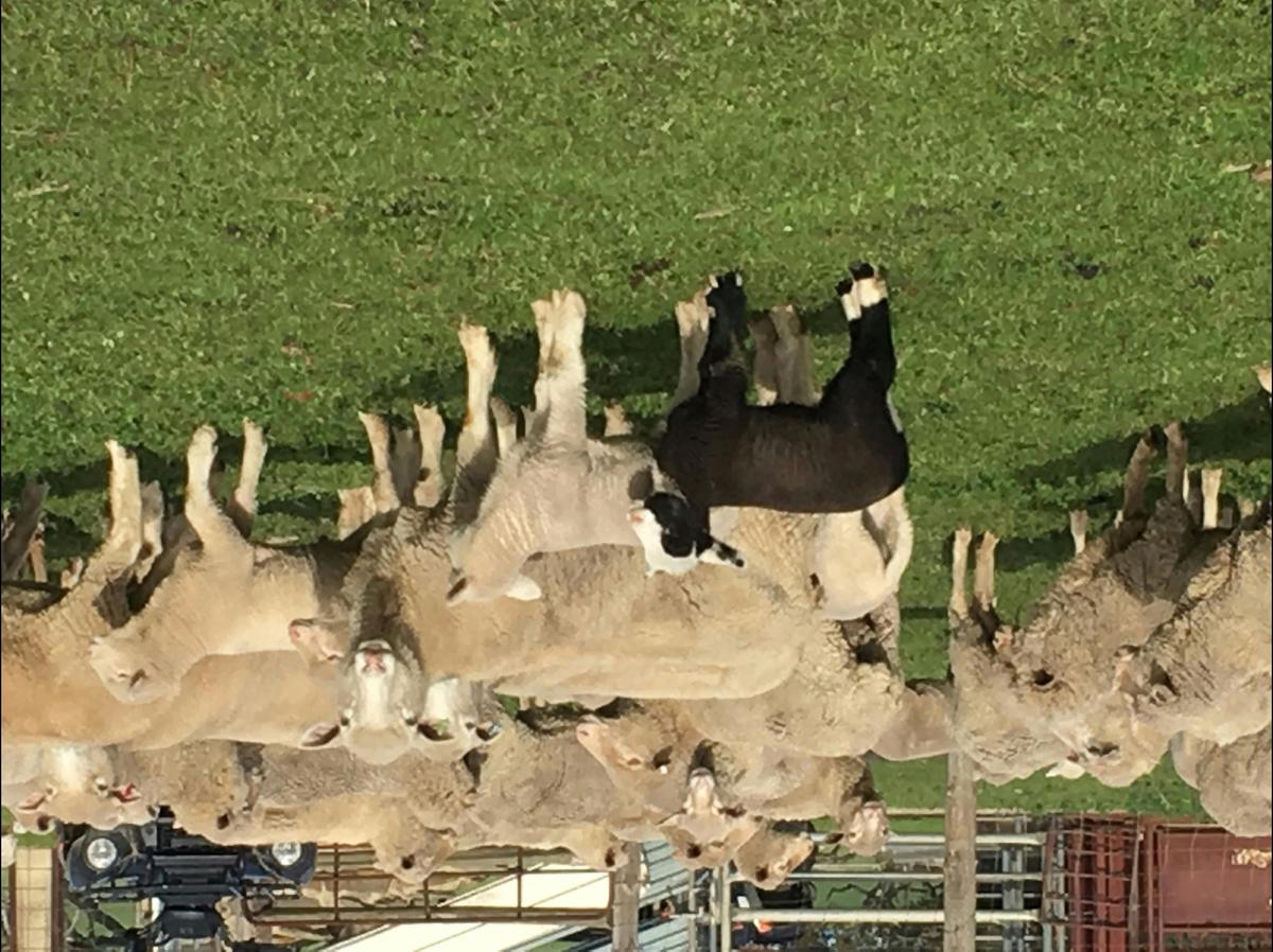 Black Sheep