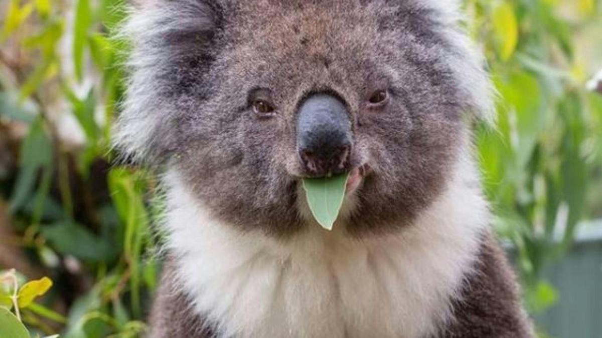 Warrawong Wildlife Sanctuary