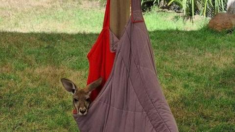 Warrawong Wildlife Sanctuary Camping