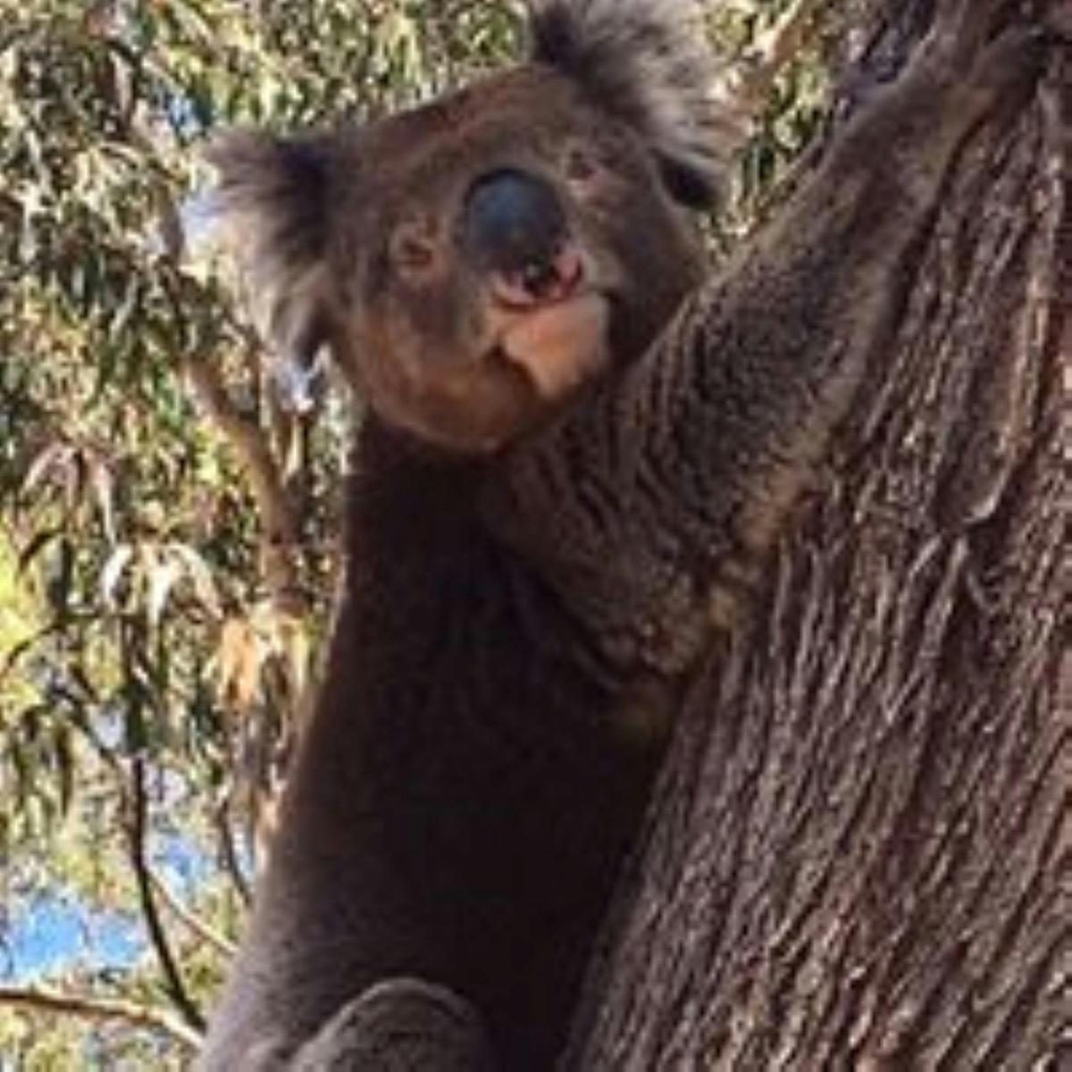 Native Wildlife make the Park their home