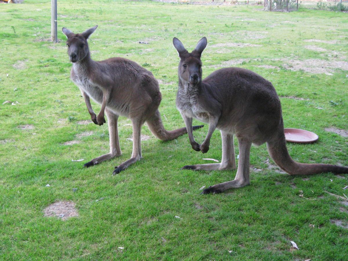 Fauna Park