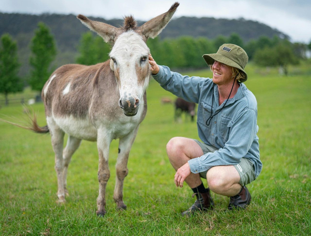 Bob the rescue donkey getting a scratch