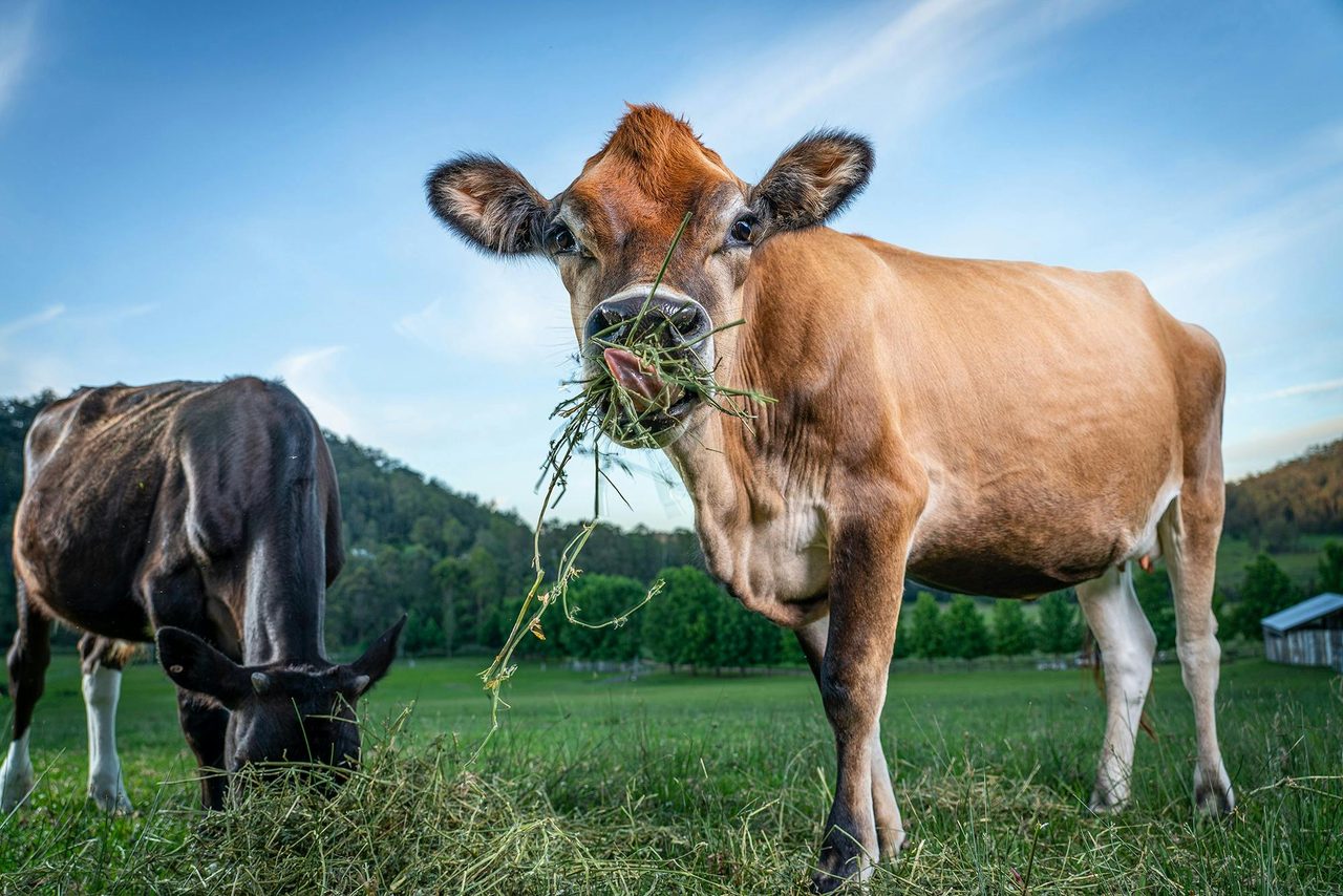 Dawn. A gentle cow rescued from floods