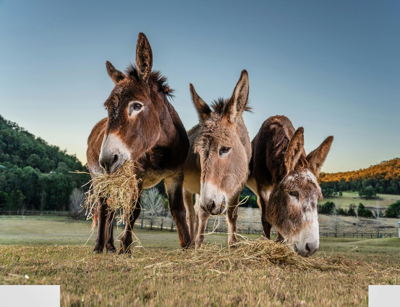 Donkey friends