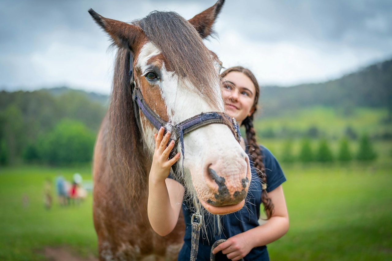 Annie the rescue Clydesdale