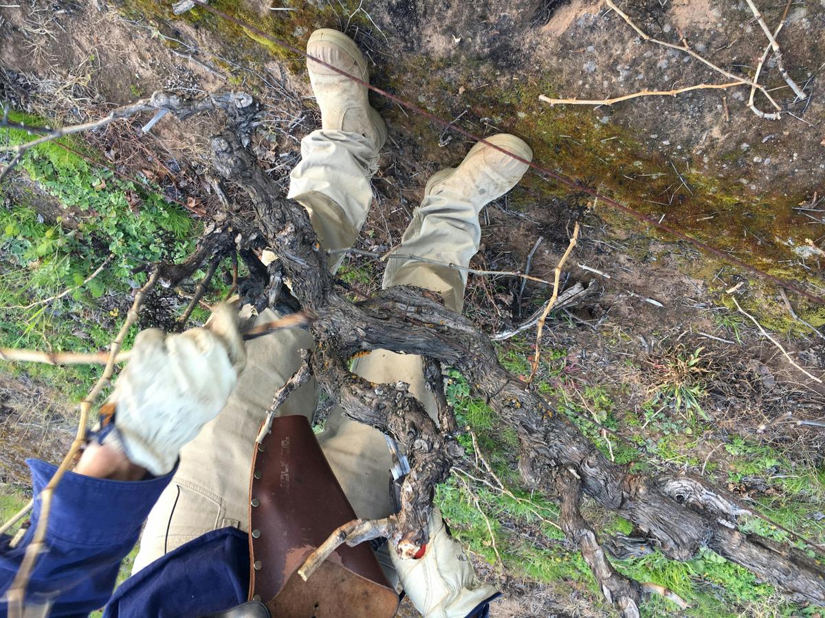 pruning