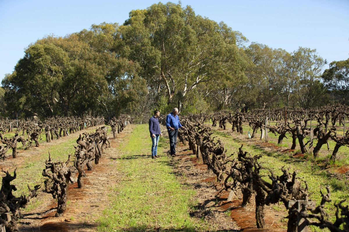 Old Cab Vineyard