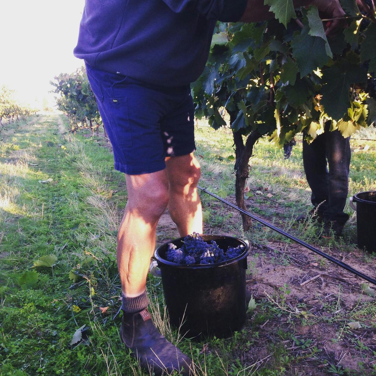 picking grenache