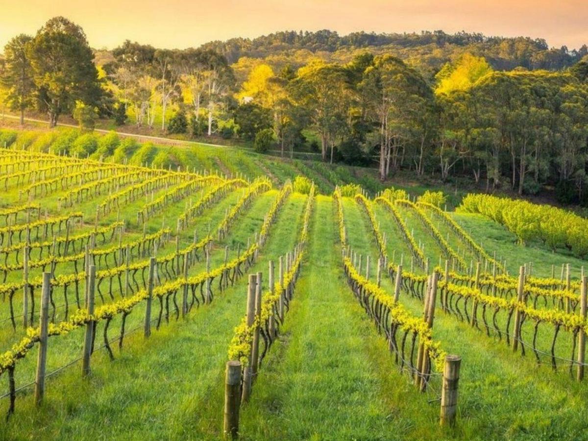 Wotton Family Wines