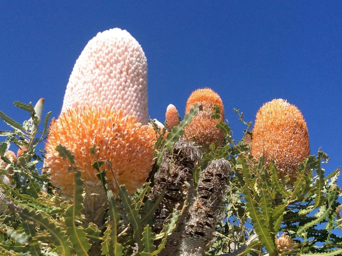 Pinnacles Day Tour (Private Charter)