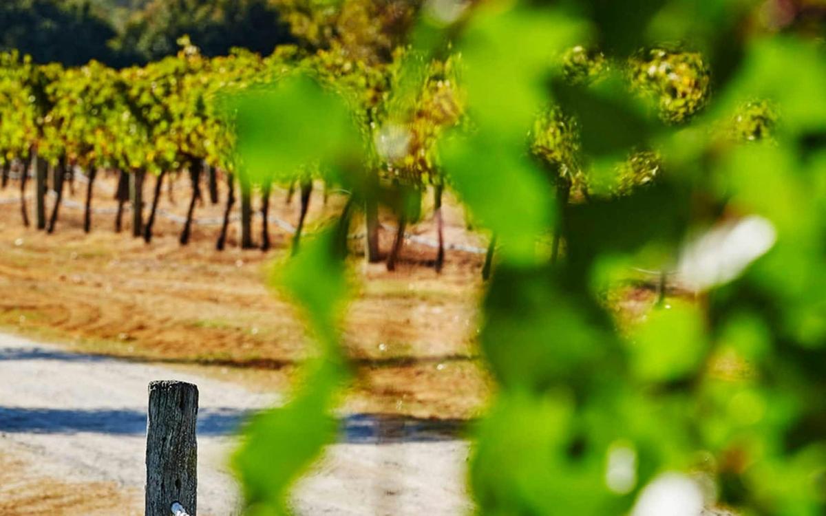 Pinnacles and Swan Valley Day Tour (Private Charter)