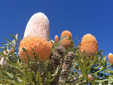 Pinnacles and Swan Valley Wine Day Tour
