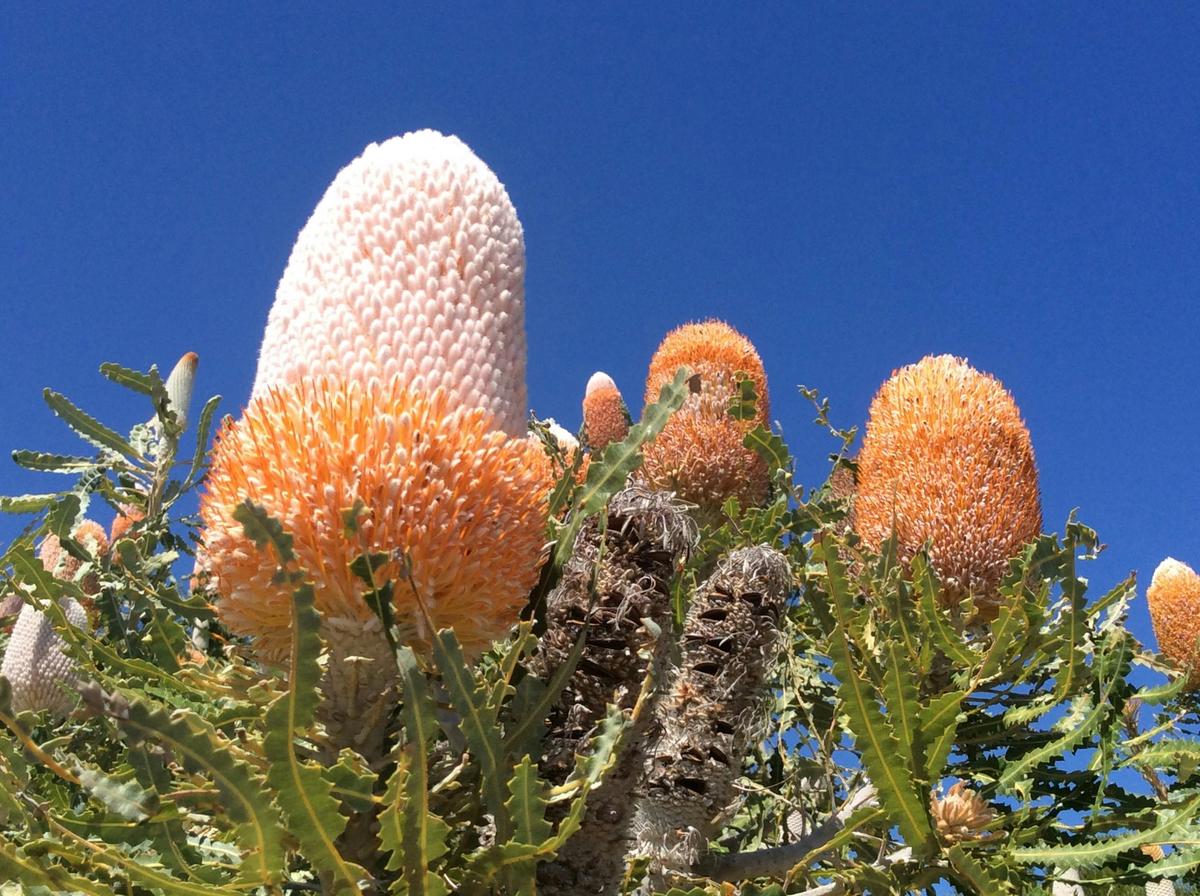Pinnacles and Swan Valley Wine Day Tour