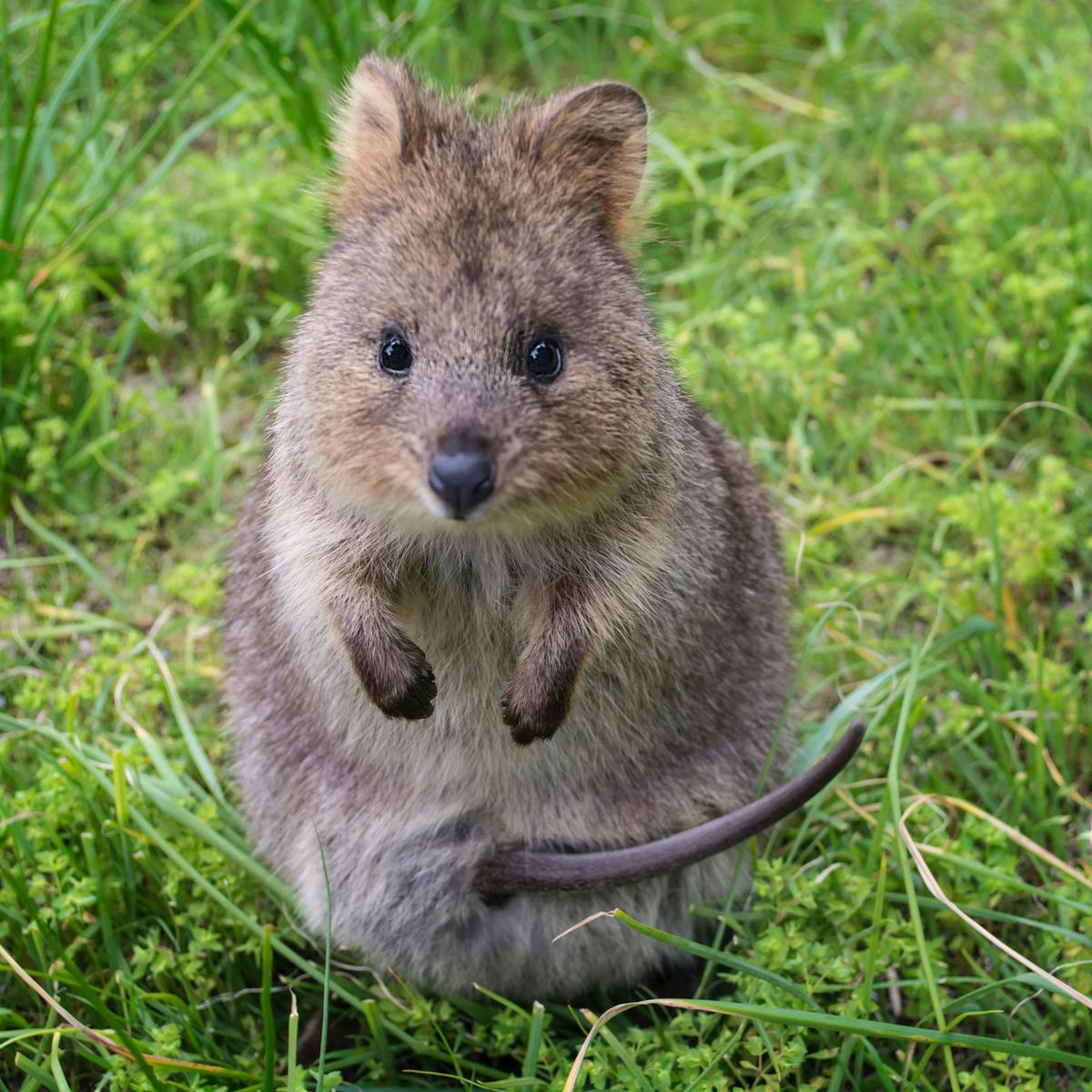 Quokkas Delight Rottnest Island Tour