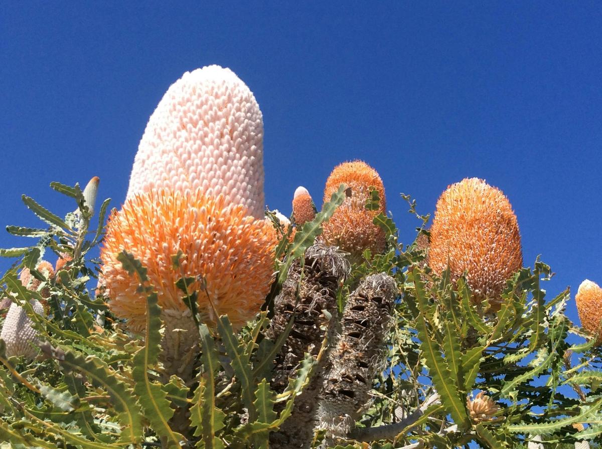 Western Australia Wildflowers