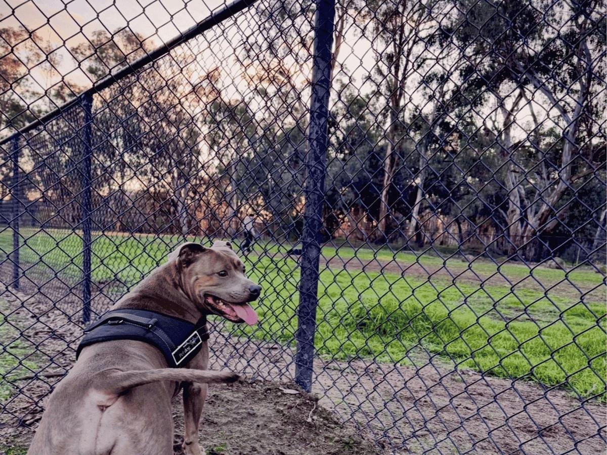 A dog looks delighted in a fenced dog park