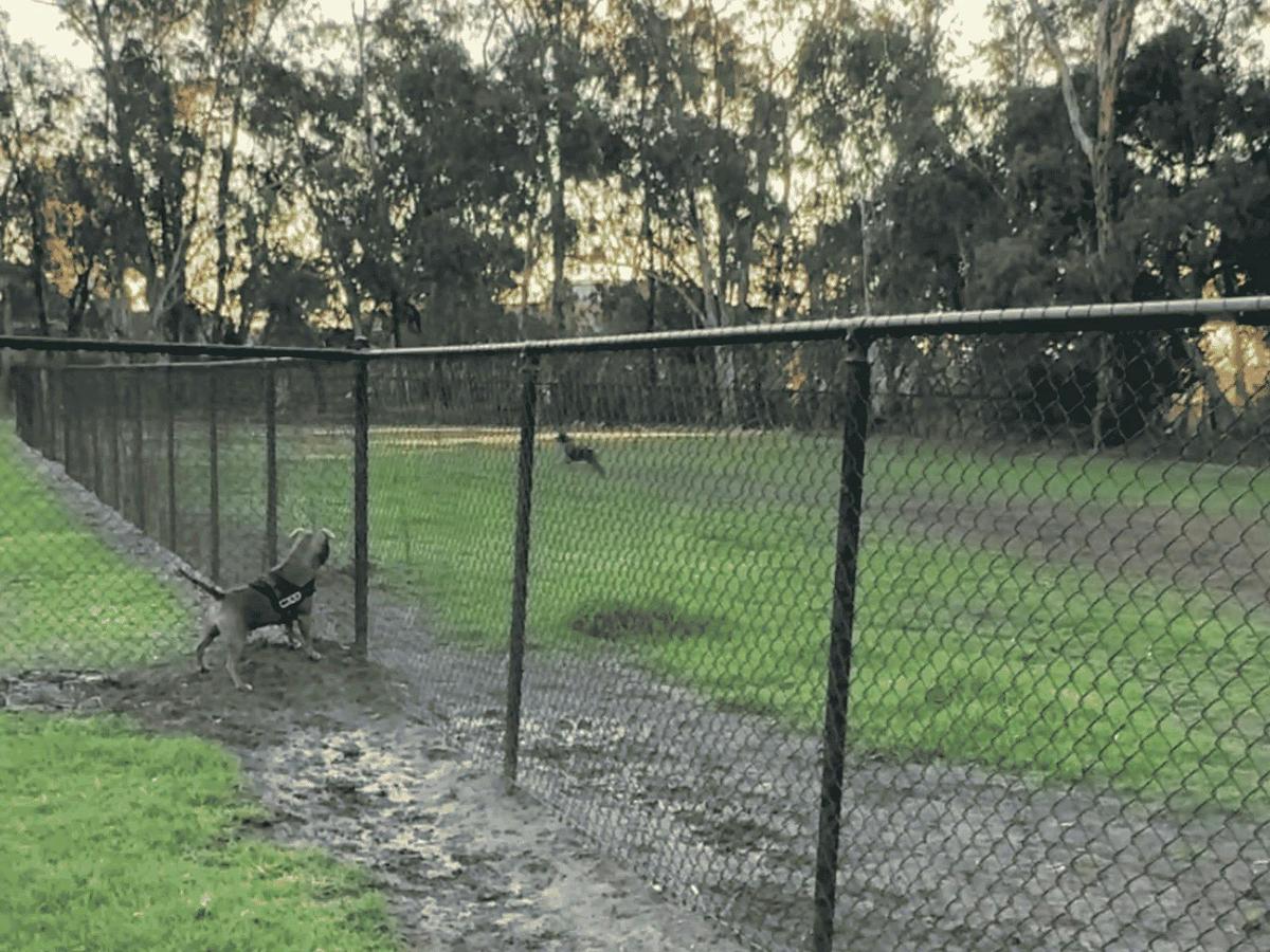 A dog in one fenced dog park looks at a running dog in the neighbouring fenced area