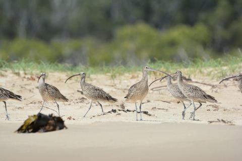 Curlew Homecoming