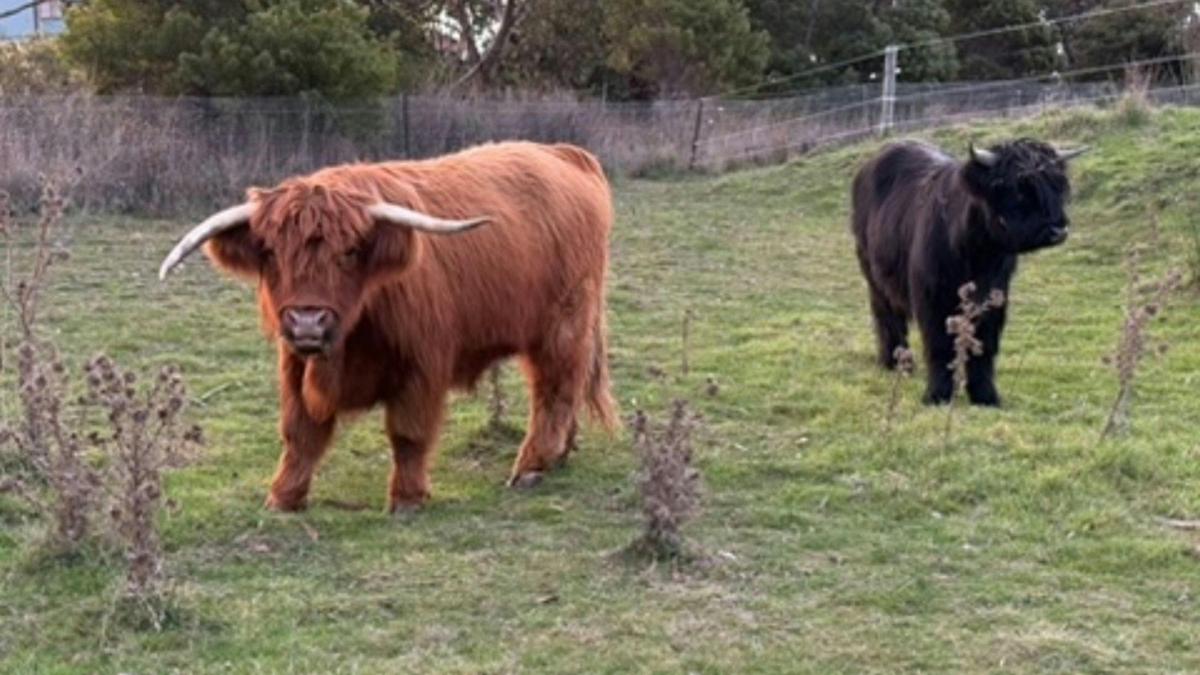 Milgunyah Farm and Co