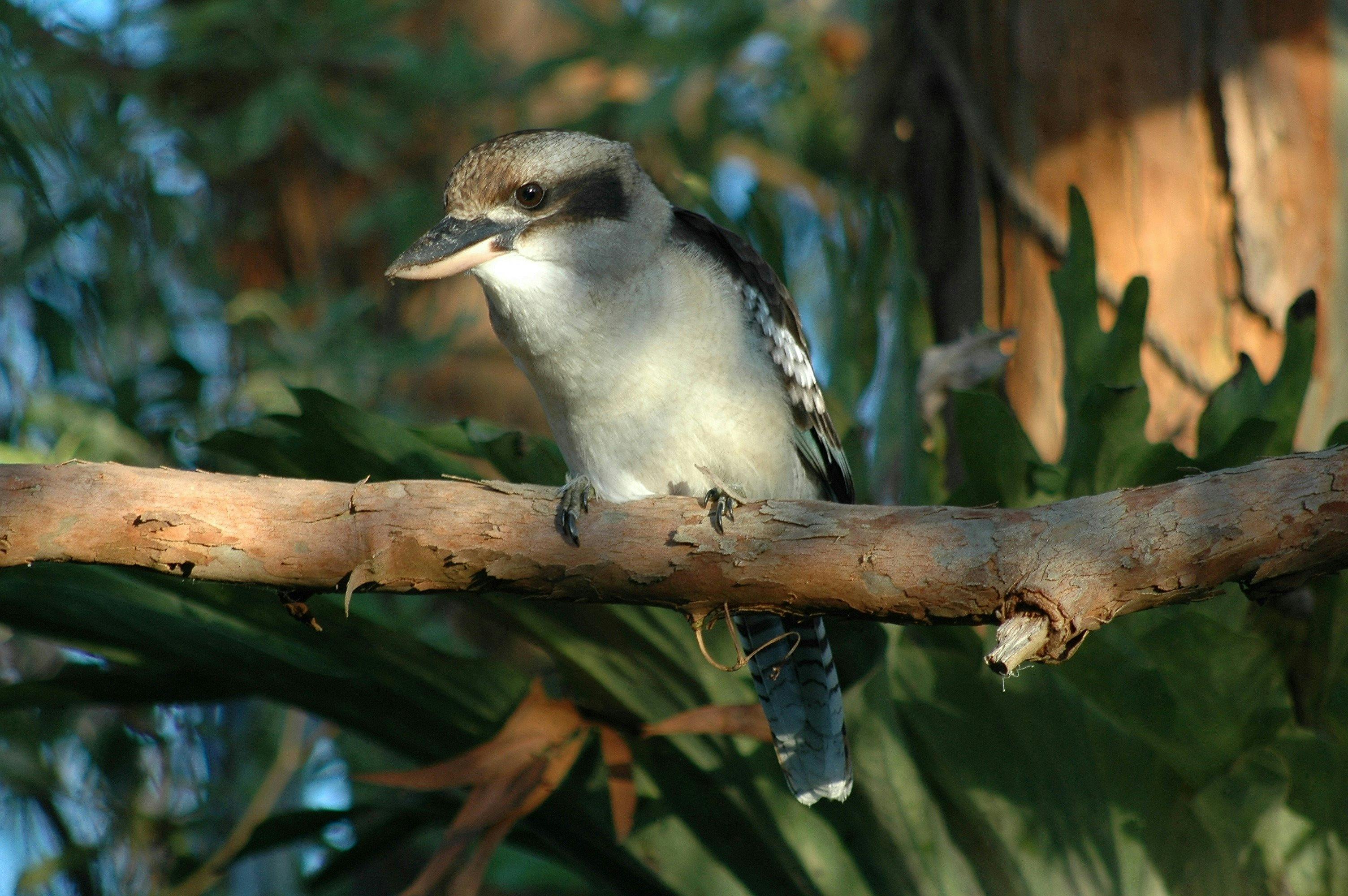 Kookaburra