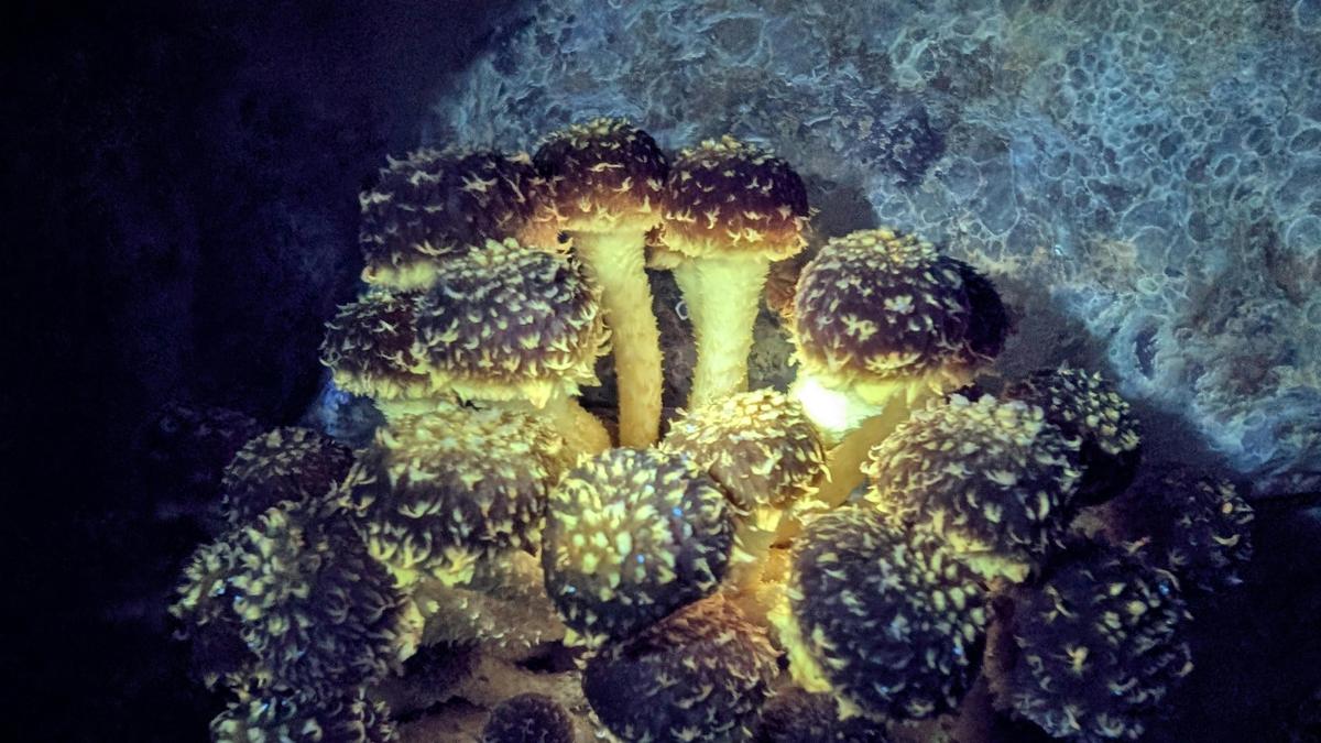 Glow Tour at Tunnel Hill Mushrooms!