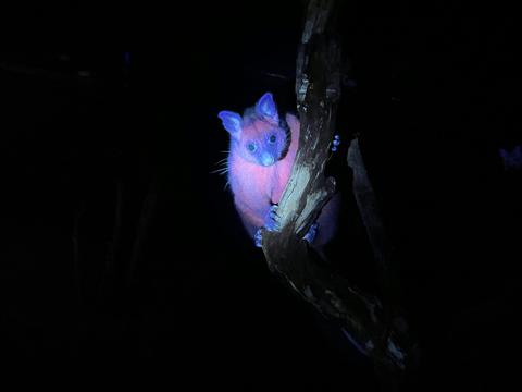 Glow Tours Tasmania