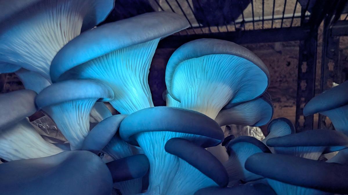 Glow Tour at Tunnel Hill Mushrooms!